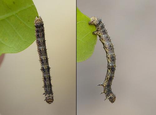 Phigalia pilosaria